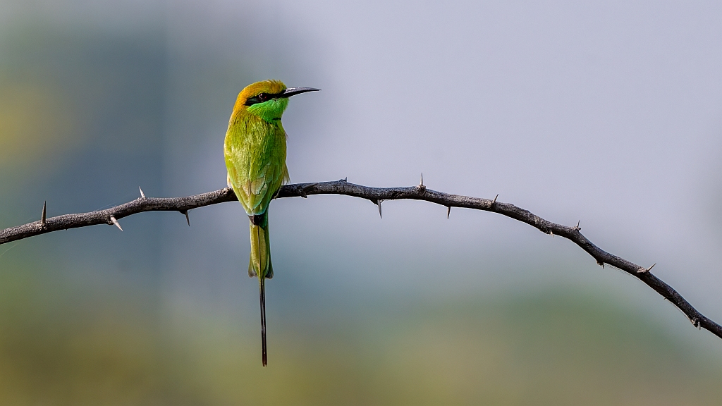 Green Bee Eater
